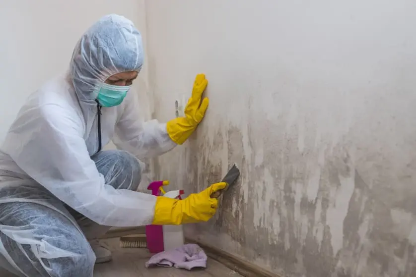 Inside Mold Removal Cleaning Services with CCOA